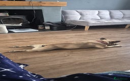 French Bulldog dogs for sale: ❤️Breeding pair of lovely Frenchies❤️ - Image 2