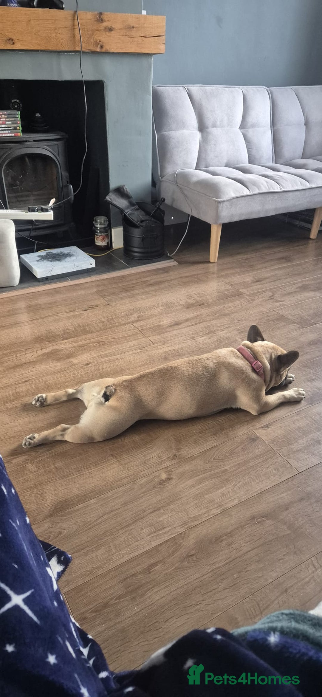 French Bulldog dogs for sale: ❤️Breeding pair of lovely Frenchies❤️ - Image 2