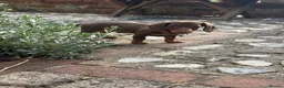 Miniature Dachshund dogs for sale: Smooth-haired miniature dachshund (last one!) - Advert 4