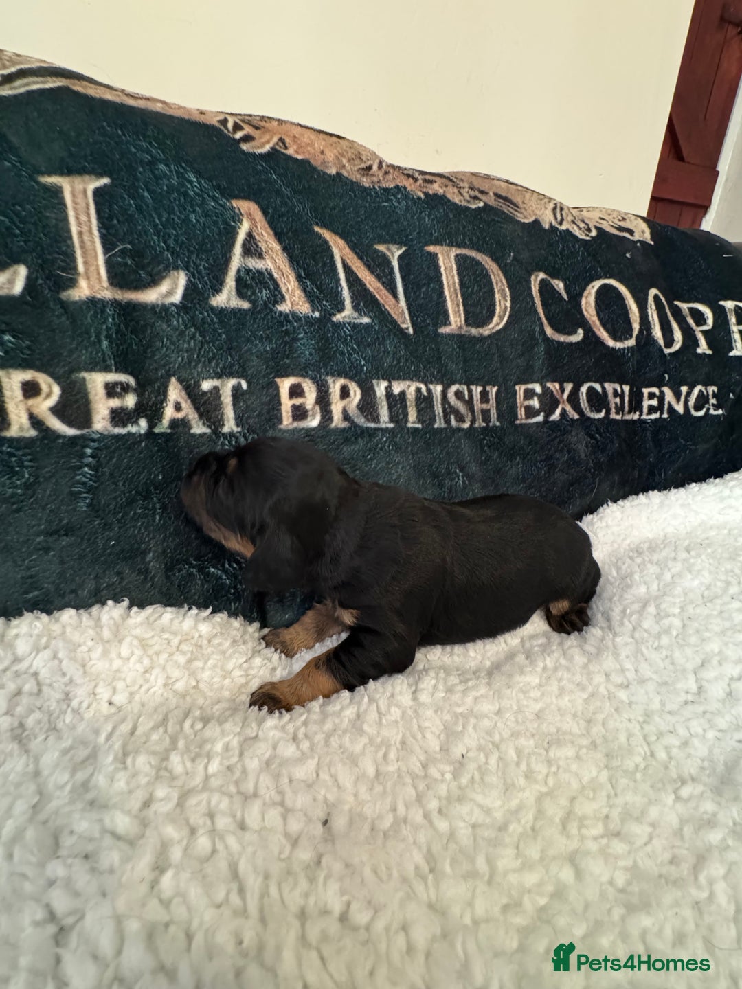 Cocker Spaniel dogs for sale: A gorgeous litter of WCS - Advert 18