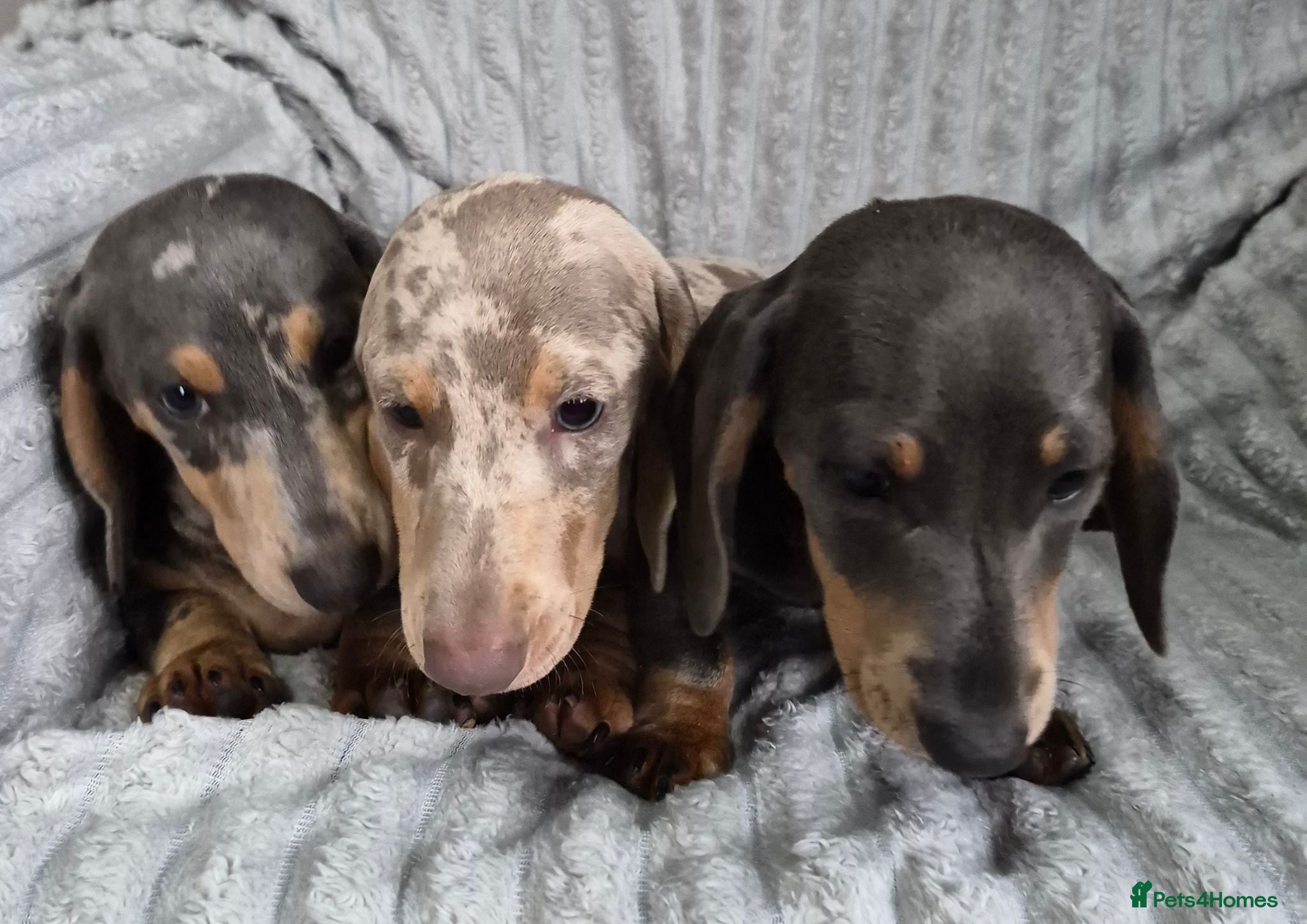 Miniature Dachshund dogs Miniature Dachshund puppies - Advert 1