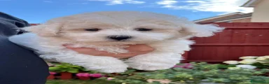 Bichon Frise 1