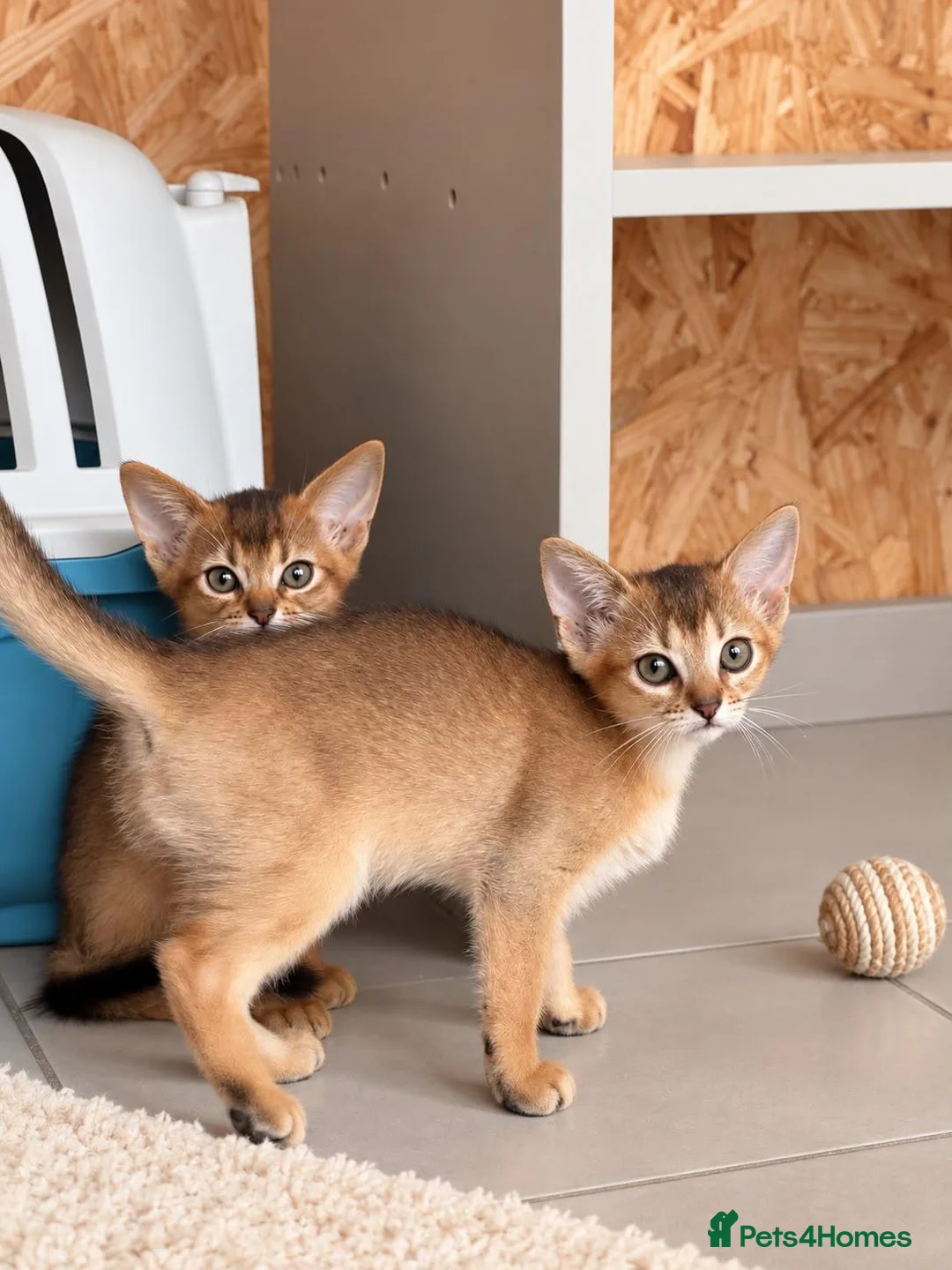 Abyssinian cats for sale: ABYSSINIAN Kittens – TICA Pedigree Parents - Advert 15