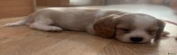 Cavalier King Charles Spaniel dogs for sale: Gorgeous Cavalier King Charles Puppies! - Advert 31