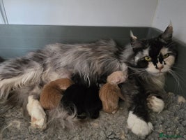 Maine Coon cats in Rotherham - Advert 16