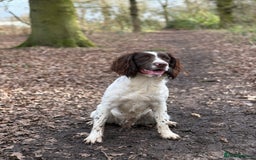 English Springer Spaniel dogs for sale: 1 year old KC registered English springer - Image 4
