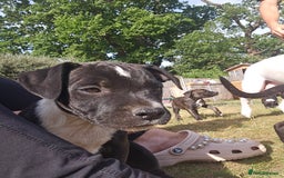 Mixed Breed dogs for sale: Staff x American Mastiff in Chelmsford - Image 28