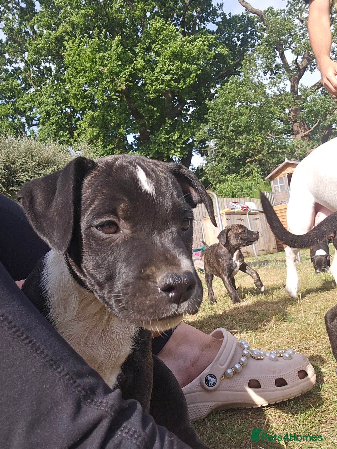 Mixed Breed dogs for sale: Staff x American Mastiff in Chelmsford - Image 28