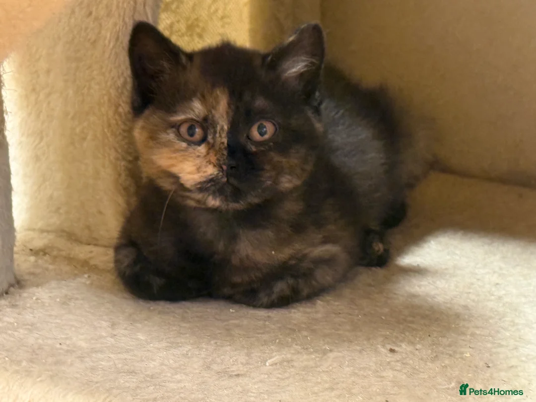British Shorthair cats for sale: GCCF BSH Kittens - Champion Bloodlines - Advert 12