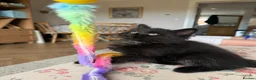 British Longhair cats for sale: Black longhair Kitten🐾 - Advert 5