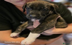 Mixed Breed dogs for sale: Presa Canario x Boerboel Puppies in Bromley - Image 13