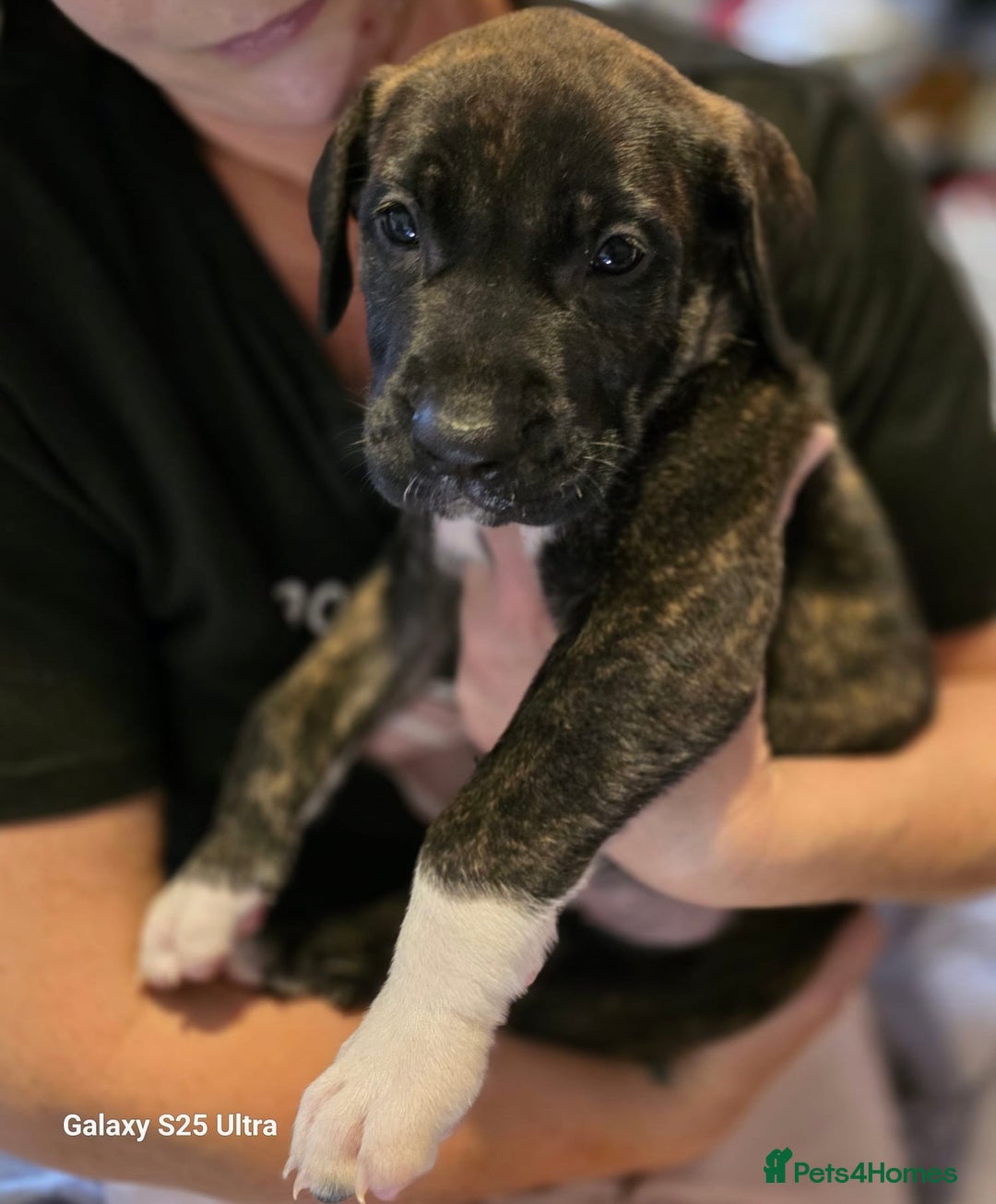 Mixed Breed dogs for sale: Presa Canario x Boerboel Puppies in Bromley - Image 13