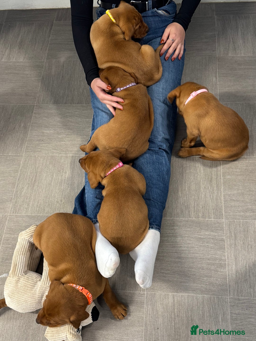 Labrador Retriever dogs for sale: Exceptional KC litter Fox Red Labradors  - Advert 21