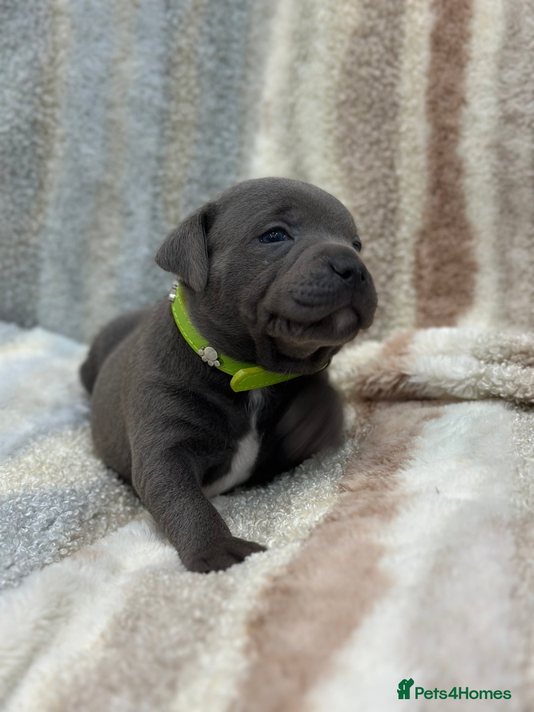 Staffordshire Bull Terrier dogs for sale: ✨🥰🐶 KC Registered Staffordshire Bull Terrier  🐾 - Advert 11
