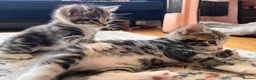Mixed Breed cats for sale: 5 Beautiful Tabby Kittens for sale ❤️❤️ - Advert 8