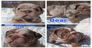 English Bulldog dogs - Advert 10