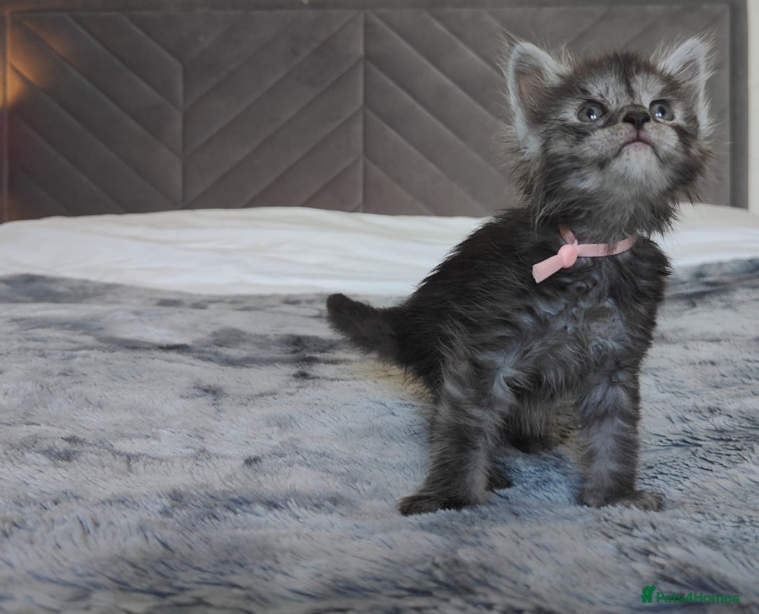 Maine Coon cats for sale: European Maine coon Kittens - Image 17