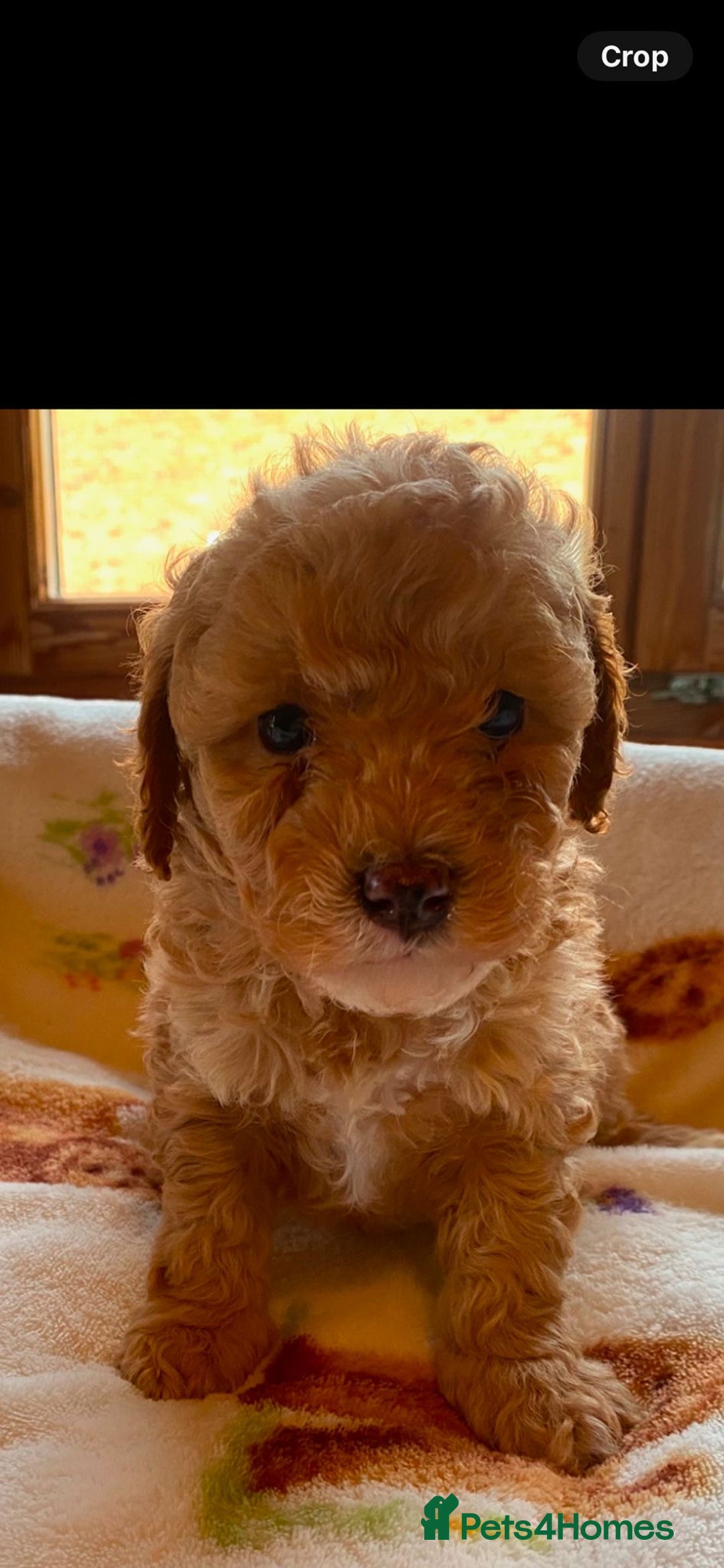 Cavapoo dogs for sale: Cavapoo puppies  - Image 4
