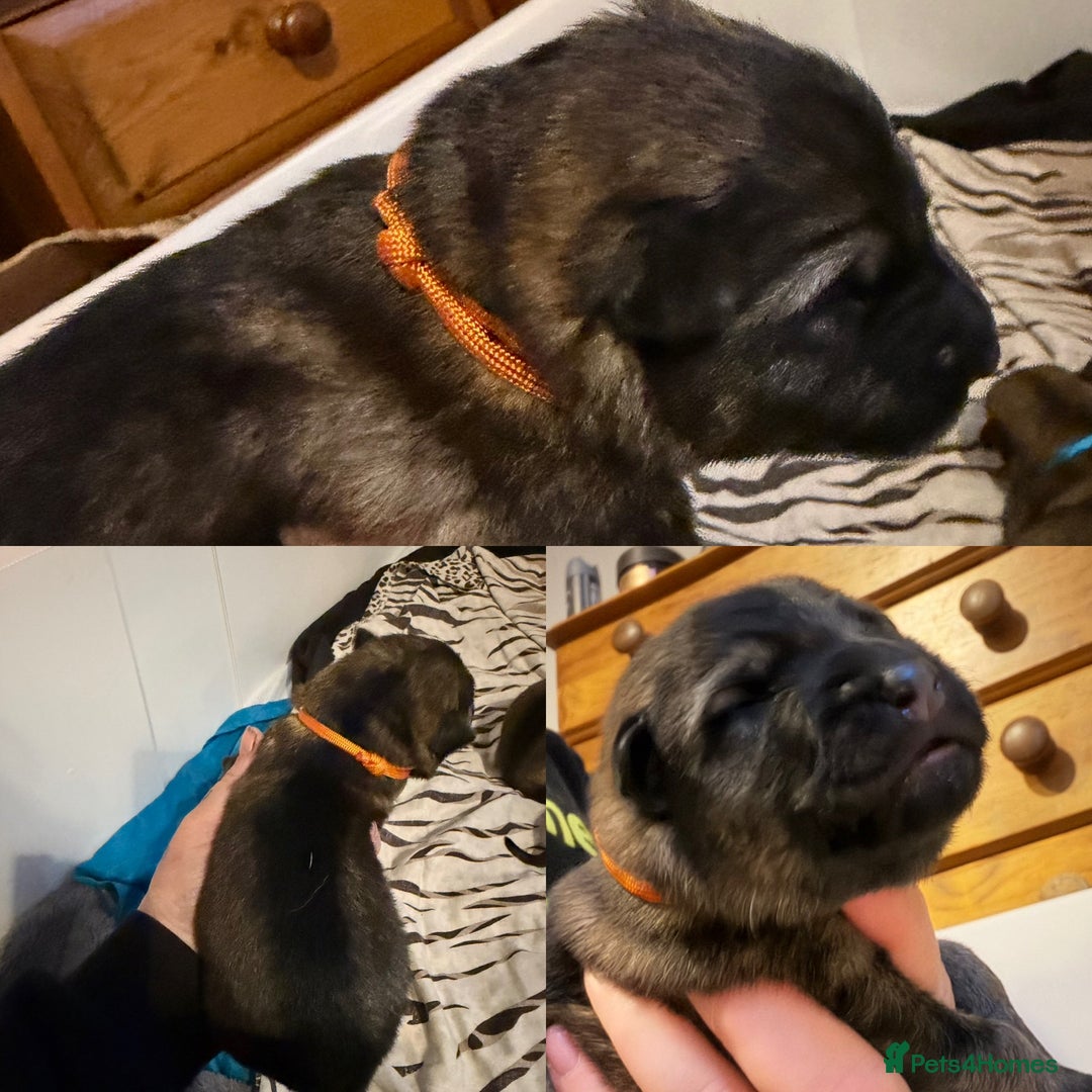 German Shepherd dogs for sale: Beautiful chunky German Shepherd Pups - Image 7