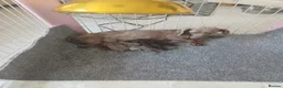Dachshund dogs for sale: Gorgeous small dachshund puppies in Birmingham - Advert 4