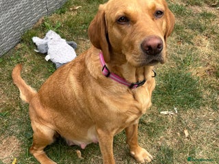 Labrador Retriever dogs - Advert 32