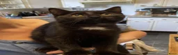Mixed Breed cats for sale: Polydactyl Kitten - Advert 4