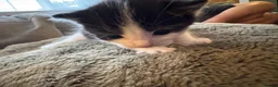 Mixed Breed cats for sale: 4 kittens looking for loving homes  - Advert 8