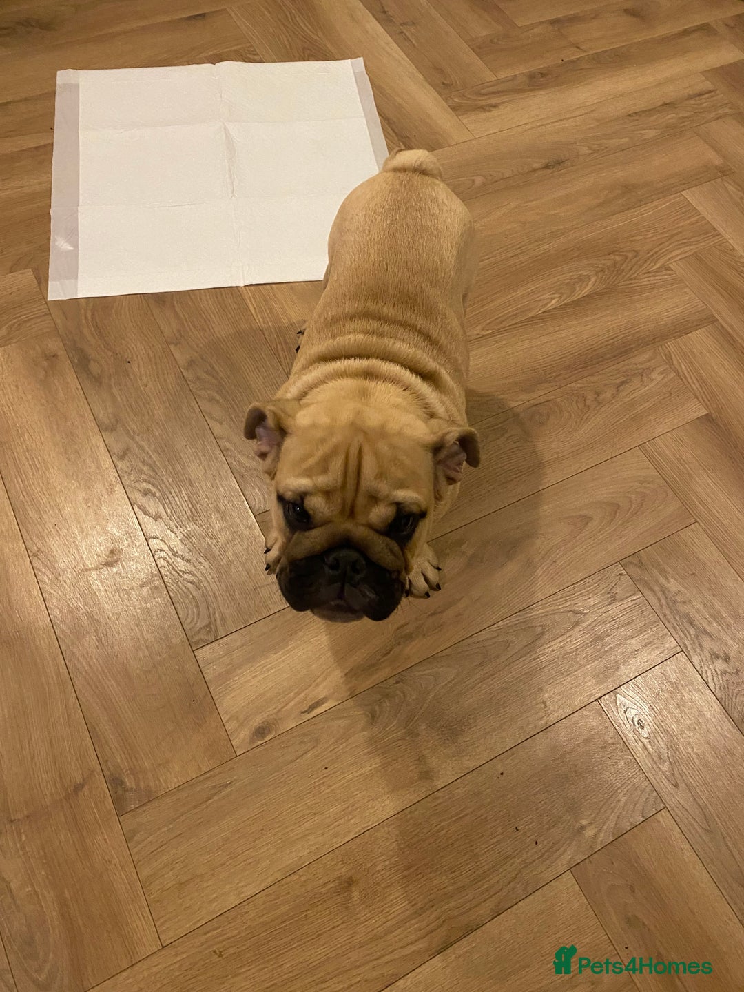 English Bulldog dogs for sale: English bulldog 3 generations kc bloodline  - Image 3