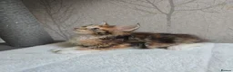 Maine Coon cats for sale: Beautiful Maine Coon Kittens Amazing Lines - Advert 14