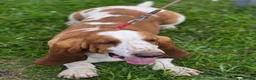 Basset Hound dogs for stud: Red & White Basset Hound Proven Stud - Advert 2