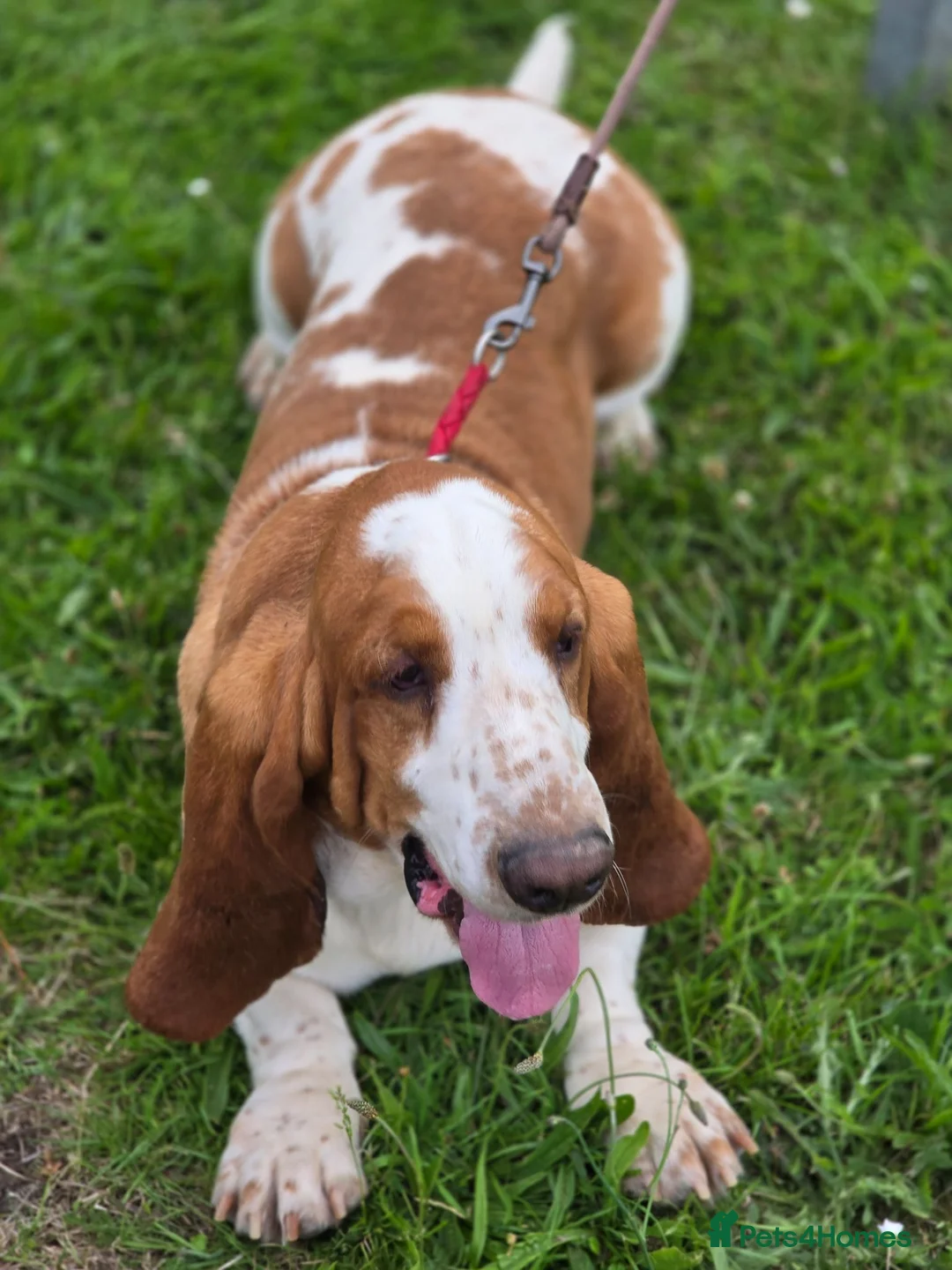 Basset Hound dogs for stud: Red & White Basset Hound Proven Stud - Advert 2