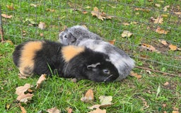 Guinea Pig rodents for sale: X2 Guinea pigs  - Image 4