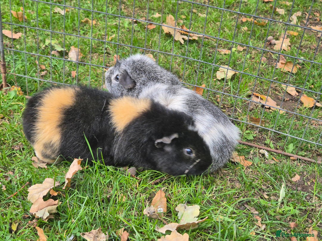 Guinea Pig rodents for sale: X2 Guinea pigs  - Image 4