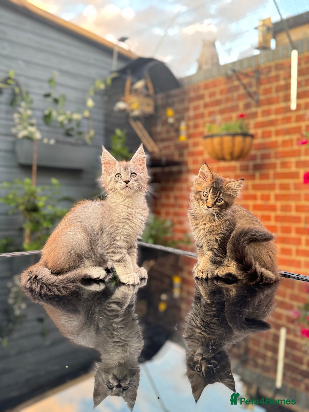 Maine Coon cats for sale: Perfect Maine Coons - Image 13