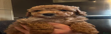 Cockapoo 3