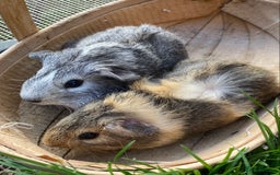 Guinea Pig rodents for sale: Beautiful Bonded Pair Guinea Pigs - Funky - Image 1