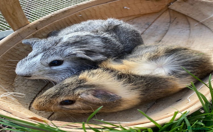 Guinea Pig rodents for sale - Advert 1