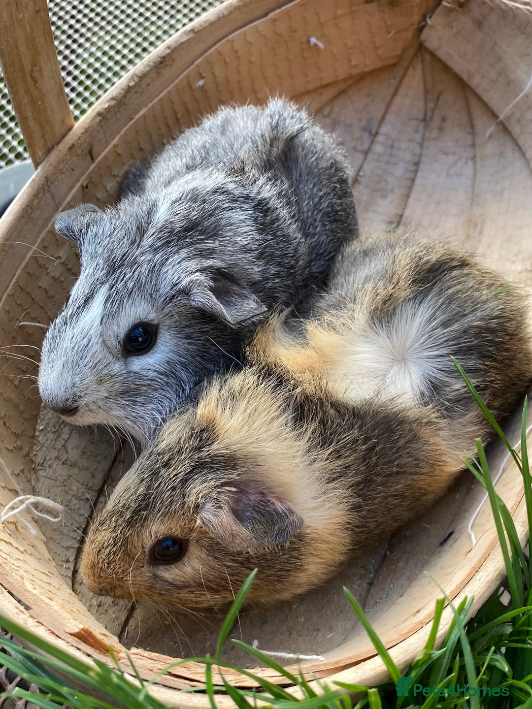 Guinea Pig rodents for sale: Beautiful Bonded Pair Guinea Pigs - Funky - Image 1