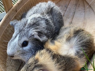 Guinea Pig rodents - Advert 20