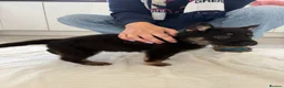 German Shepherd dogs for sale: Fully kc German Shepherd puppies  - Advert 20