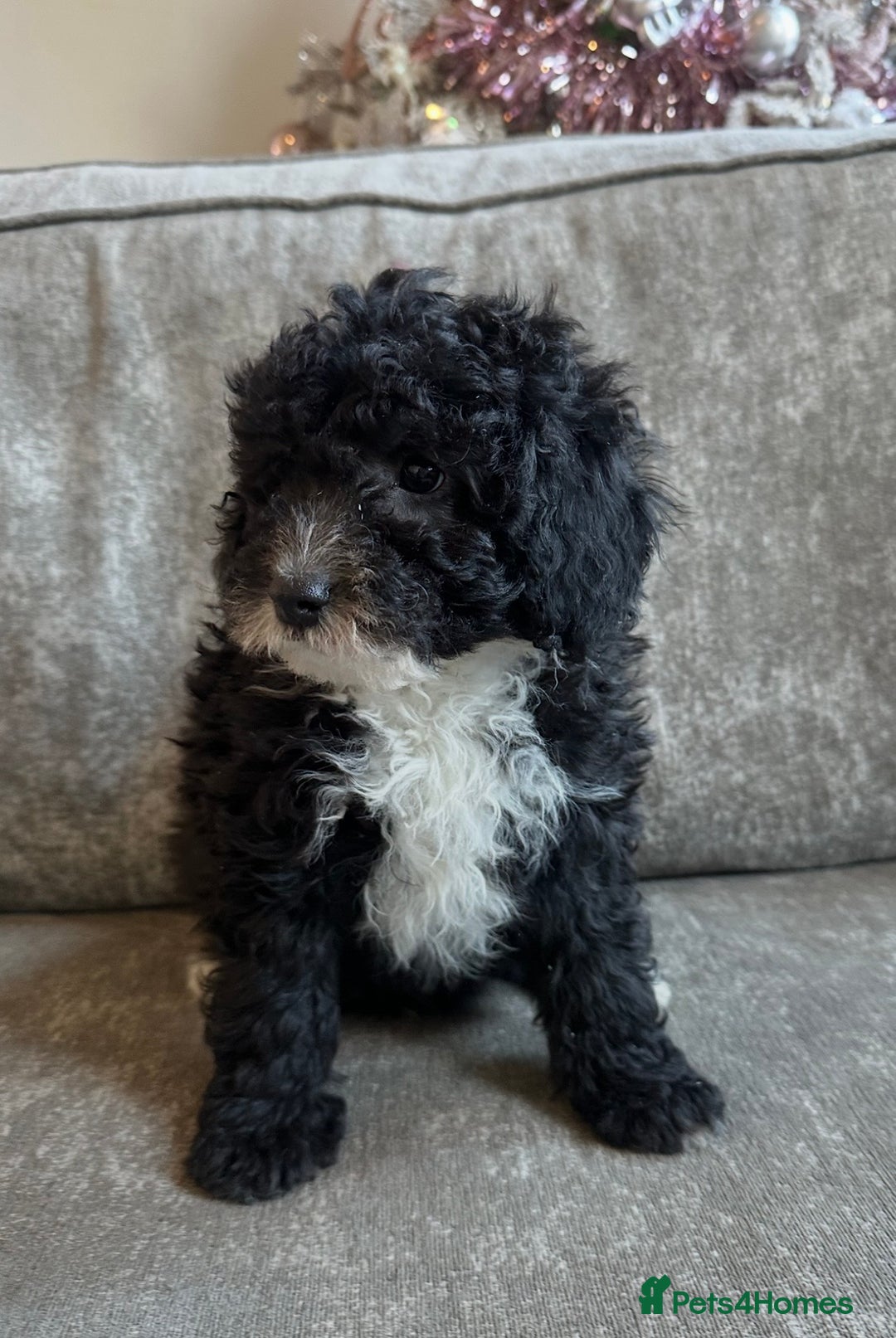 Cavapoo dogs for sale: Beautiful Cavapoos’s  - Advert 18