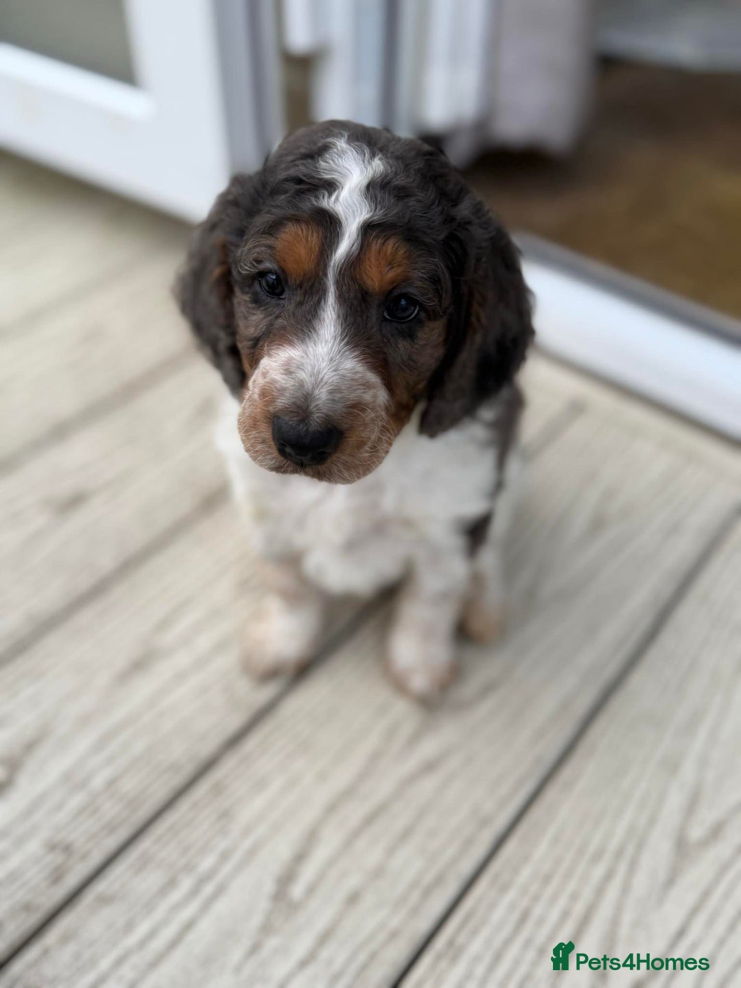 Cockapoo dogs for sale: 2 males 1 female  - Advert 8