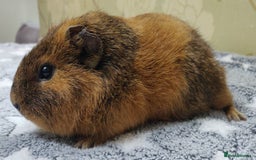 Guinea Pig rodents for sale: Pairs of Sows - Happy, Healthy, Friendly Sows - Image 20