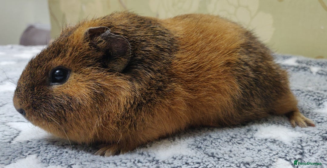 Guinea Pig rodents for sale: Pairs of Sows - Happy, Healthy, Friendly Sows - Image 20