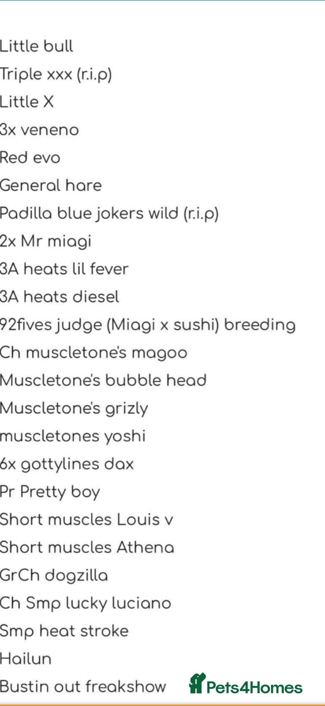 American Bully dogs for sale: ABKC Micro exotic pocket bully pups  - Advert 6