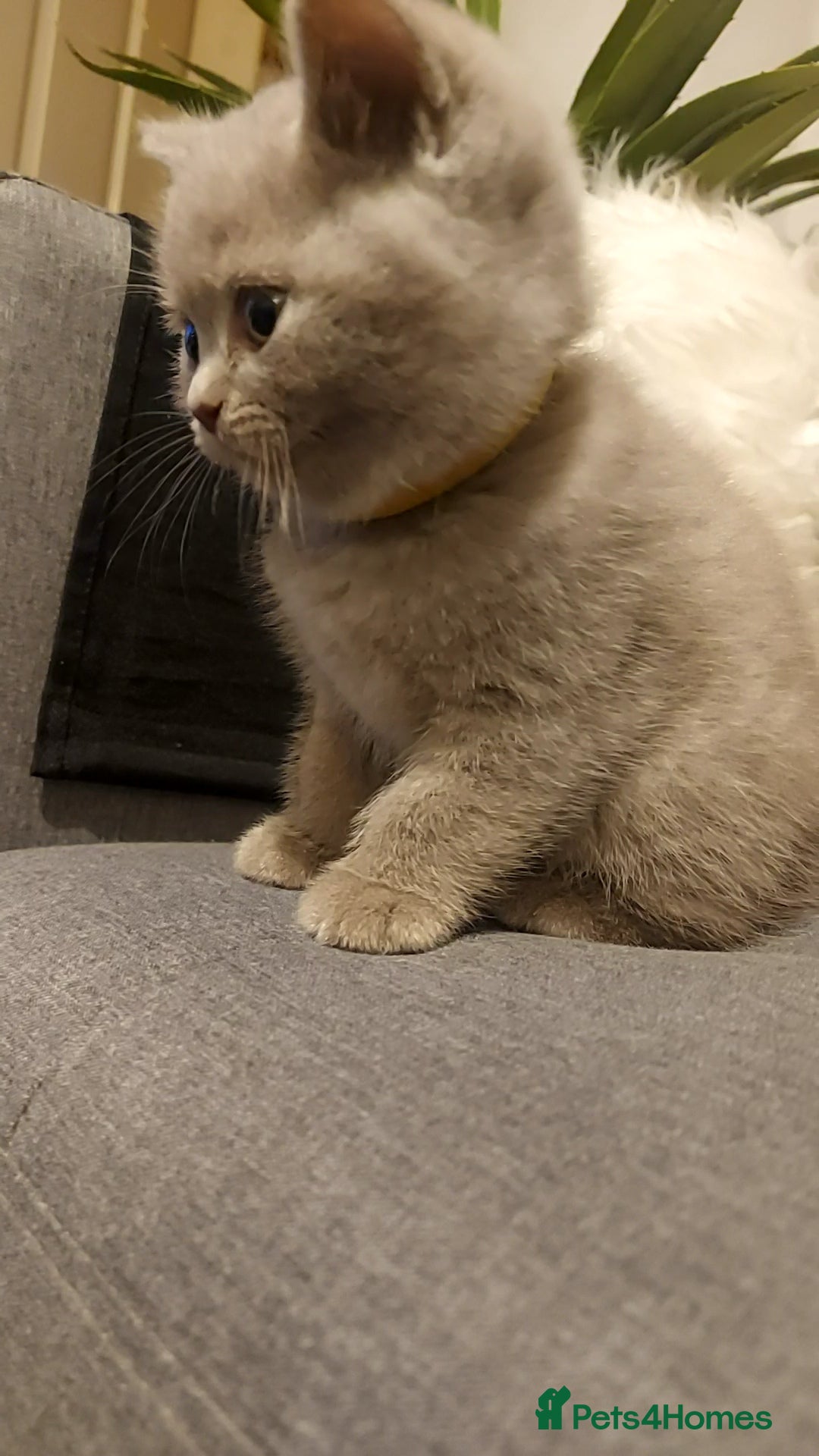 British Shorthair cats for sale: STUNNING BSH LILAC KITTENS 3 MALES/1 FEMALE  - Advert 9