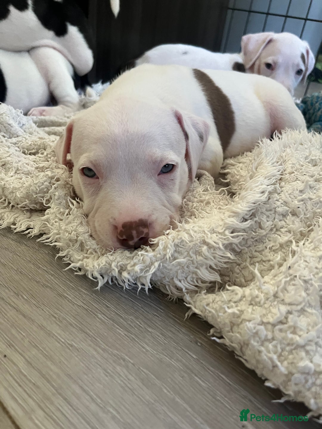 Mixed Breed dogs for sale: American bull dogs cross staffy - Image 10