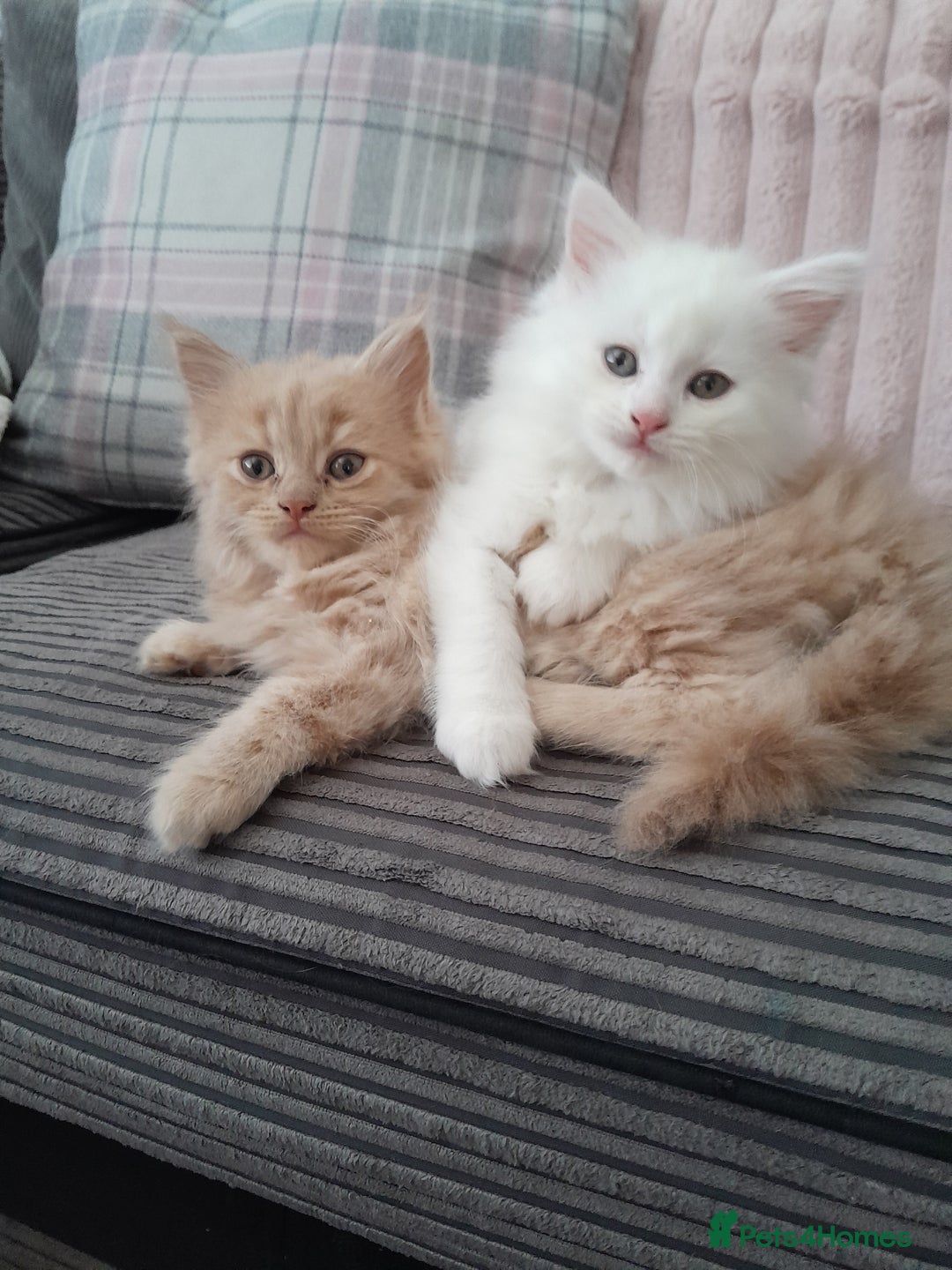 Maine Coon cats for sale: White female mainecoon kitten - Image 7