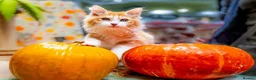 Kurilian Bobtail cats for sale: Stunning FIFe Registered Kurilian Bobtail kittens - Advert 7