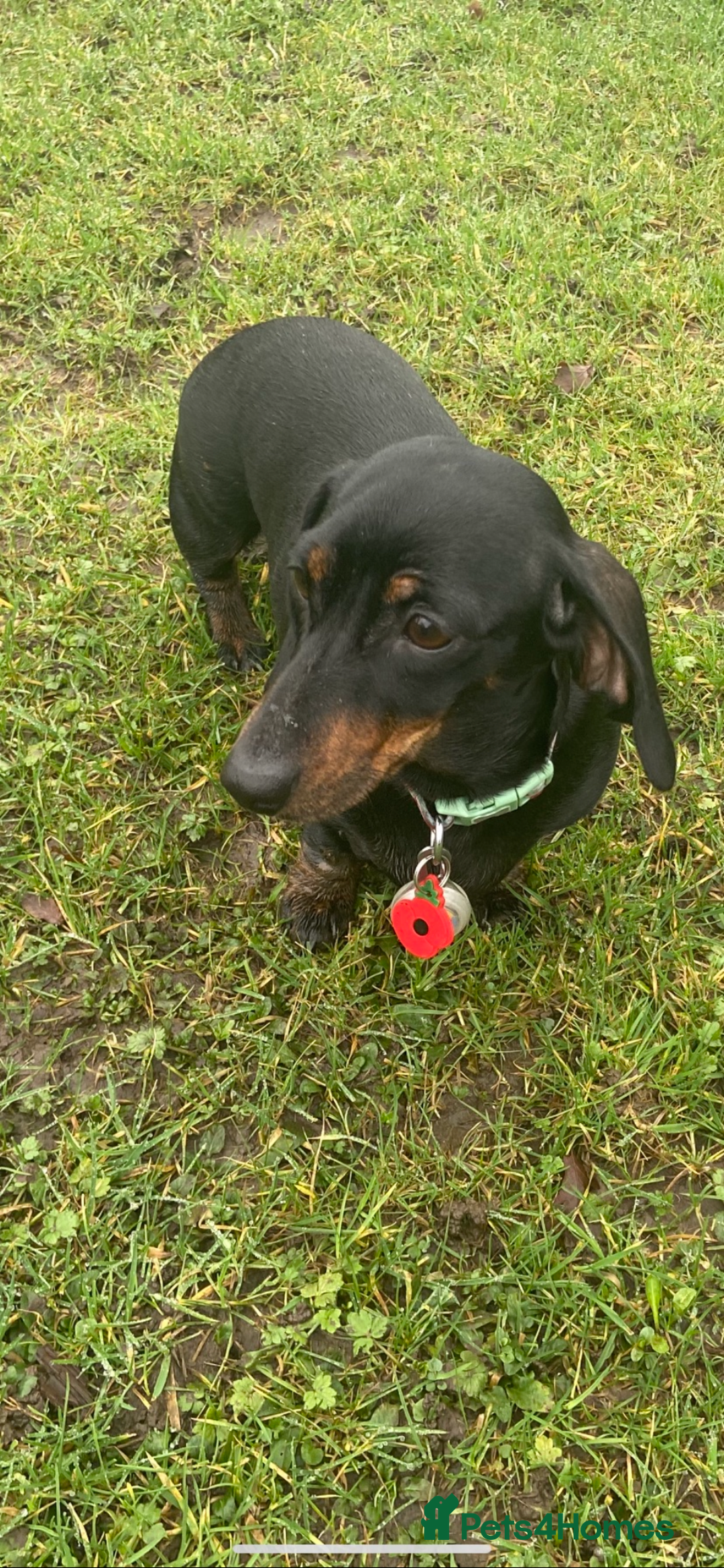 Miniature Dachshund dogs for sale: Miniature Dachshund  - Advert 9